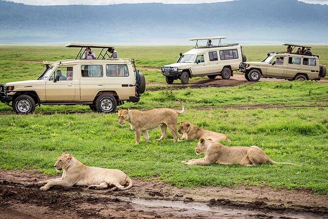 1 Day Private Ngorongoro Crater Safari - Tour Highlights