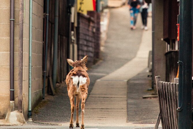 1-Day Private Sightseeing Tour in Hiroshima and Miyajima Island - Tour Logistics