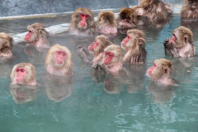 1-Day Private Snow Monkey ZenkoJi Temple & SakeTasting NaganoTour - Exploring ZenkoJi Temple