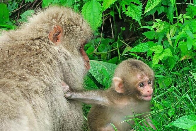 1-Day Private Snow Monkey ZenkoJi Temple & SakeTasting NaganoTour - Tour Logistics and Considerations