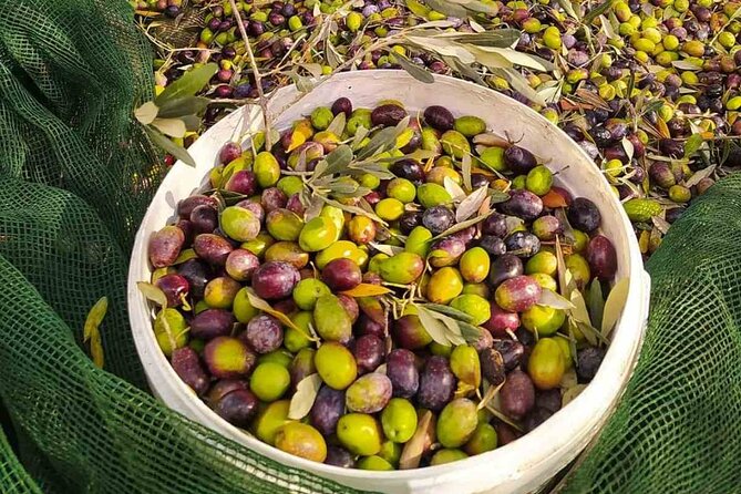 1 Day Rhodes Island Tour With Olive Oil, Honey and Wine Tasting - Tour Itinerary and Accessibility