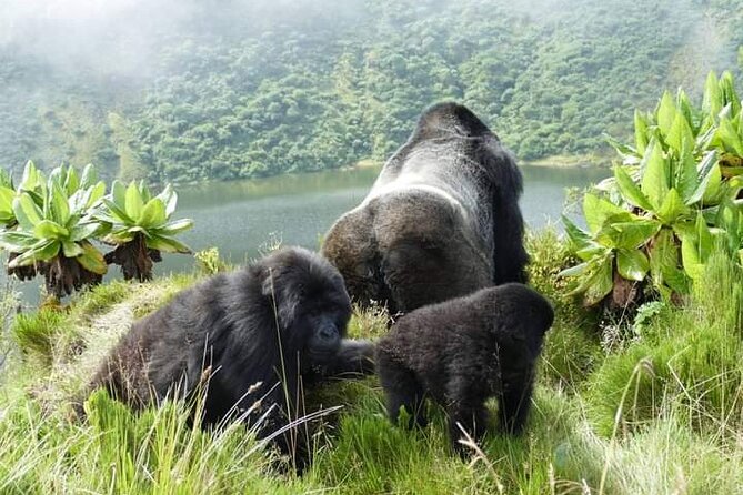 1 Day Rwanda Gorilla Trekking Tour In The Volcanoes National Park - Tour Overview