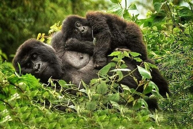 1 Day Rwanda Gorilla Trekking Tour In The Volcanoes National Park - Inclusions