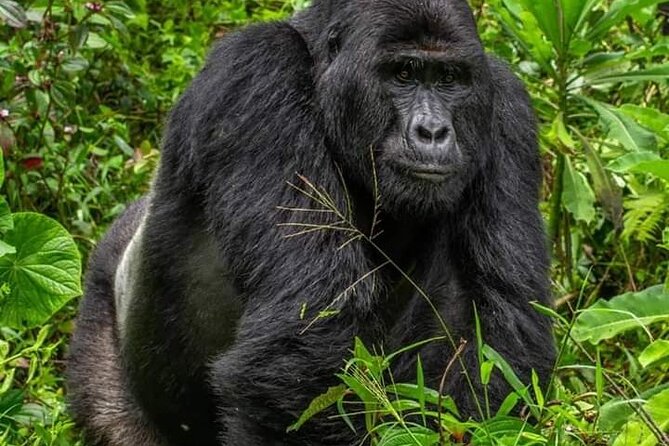 1 Day Rwanda Gorilla Trekking Tour In The Volcanoes National Park - Tour Details