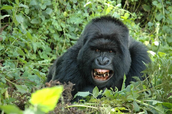 1 Day Rwanda Gorilla Trekking Tour In The Volcanoes National Park - Health and Accessibility