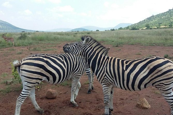 1 Day Safari From Johannesburg - Pickup Information