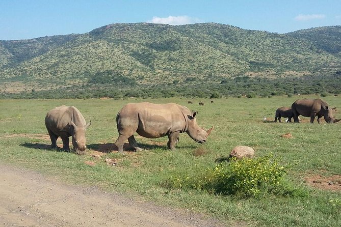 1 Day Safari From Johannesburg - Reviews and Feedback