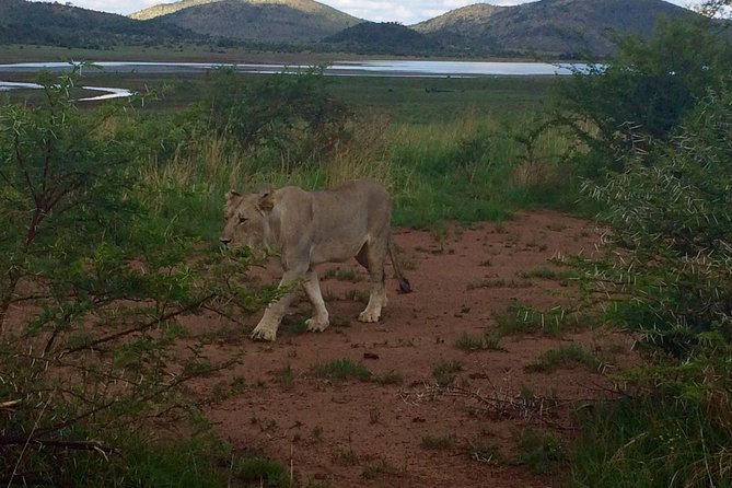 1 Day Safari From Johannesburg - What to Expect