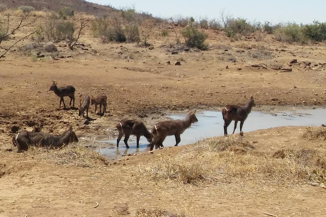 1 Day Safari From Johannesburg - Preparing for the Safari