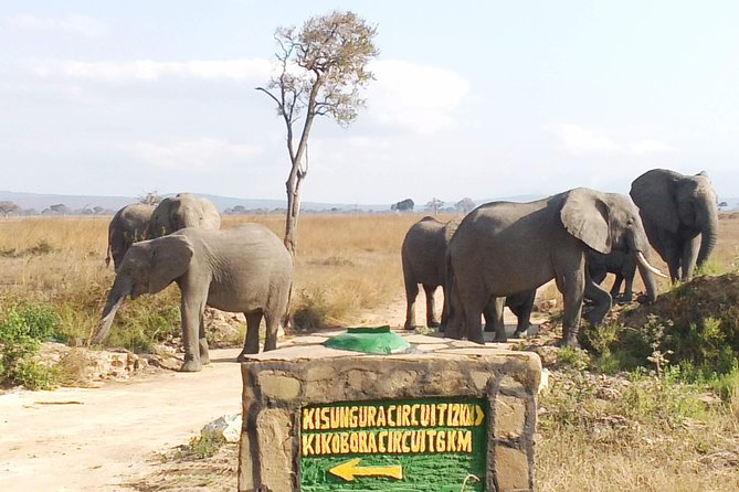 1 Day Safari to Mikumi National Park - Safari Experience Details