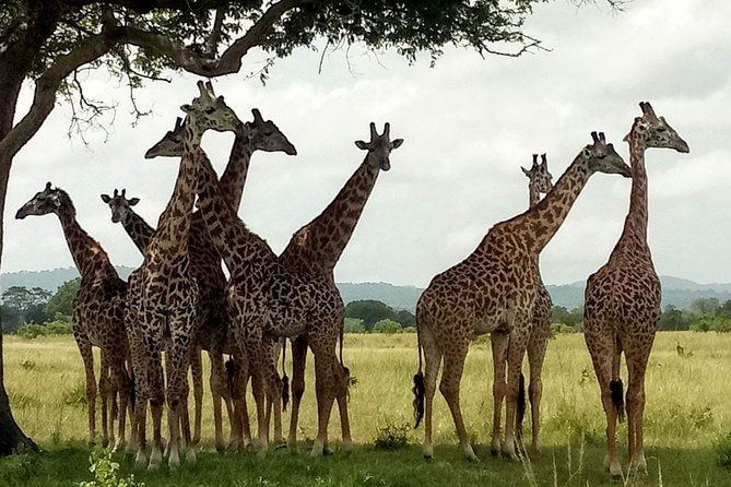 1 Day Safari to Mikumi National Park - Accessibility and Recommendations