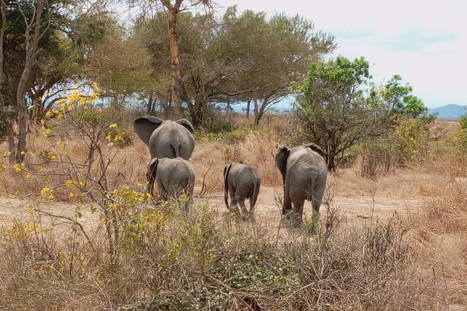 1 Day Safari to Mikumi National Park - Pricing and Availability
