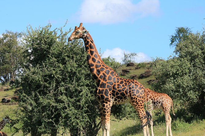 1-Day Safari-Trip to Tarangire National Park - Pricing and Availability