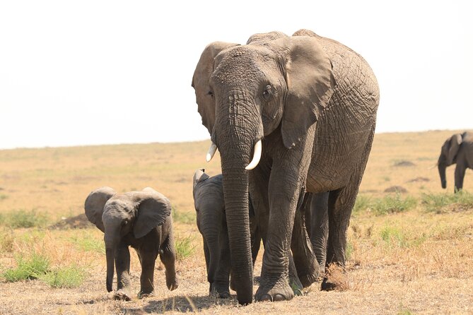 1-Day Safari-Trip to Tarangire National Park - Reviews