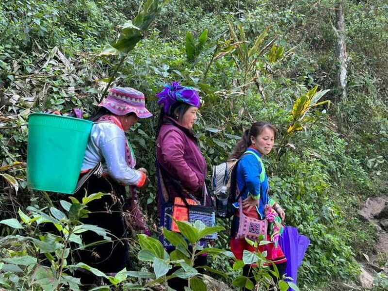1 Day Sapa Trek&Home-cooked Lunch HmongSisterHouse&Trekking - Frequently Asked Questions