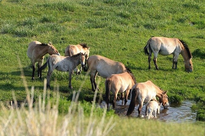 1 Day Semi-Gobi Tour Including Lunch And Free Camel +Bonus Khustai National Park - Nomad Family Visit