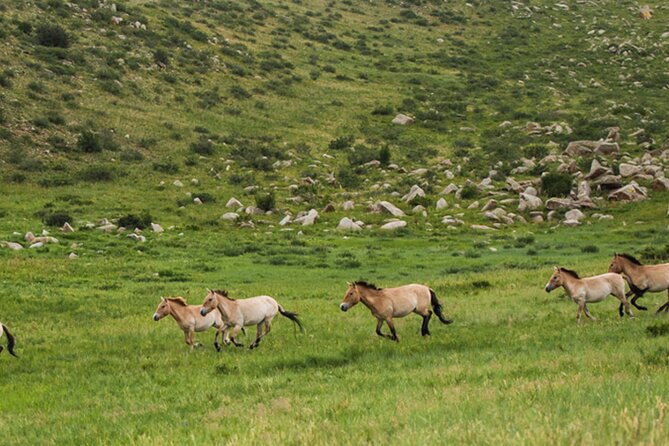 1 Day Semi-Gobi Tour Including Lunch And Free Camel +Bonus Khustai National Park - Tour Logistics and Accessibility