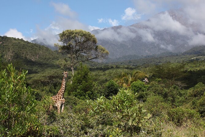 1 Day Short 4x4 Safari: ARUSHA NATIONAL PARK Incl. Lodge-Lunch - Encounter Wildlife on Safari
