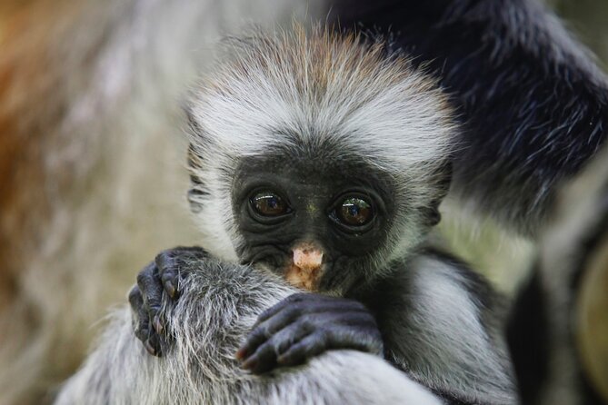 1 Day Short 4x4 Safari: ARUSHA NATIONAL PARK Incl. Lodge-Lunch - Delightful Breakfast at Local Cafe