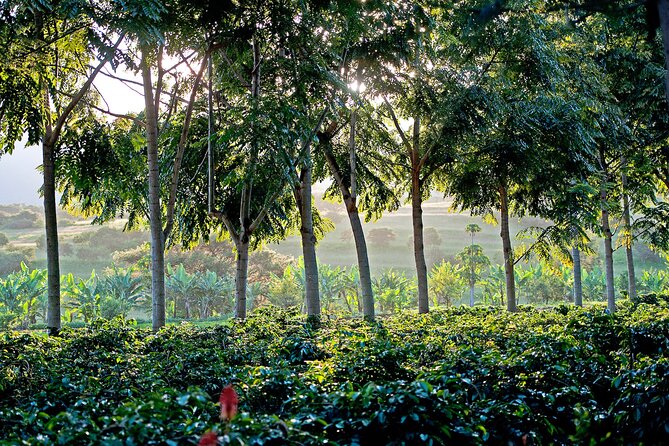 1 Day Short 4x4 Safari: ARUSHA NATIONAL PARK Incl. Lodge-Lunch - Indulge in Shared Lunch