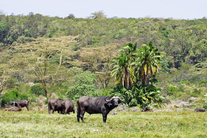 1 Day Short 4x4 Safari: ARUSHA NATIONAL PARK Incl. Lodge-Lunch - Accessibility for All Travelers
