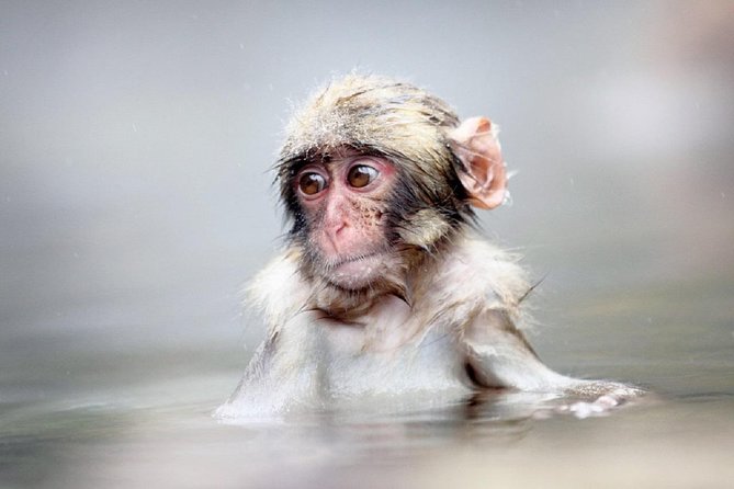 1-Day Snow Monkeys & Snow Fun in Shiga Kogen Tour - Jigokudani Monkey Park Experience