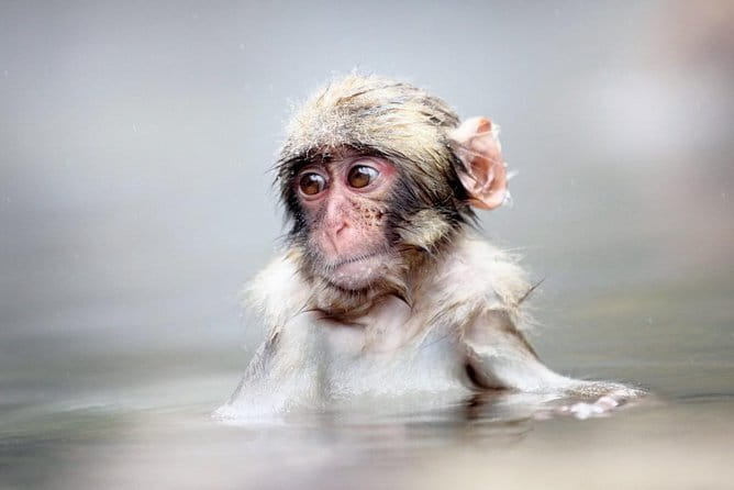 1-Day Snow Monkeys & Zenko-ji Tomyo Lantern Festival Tour - Additional Information