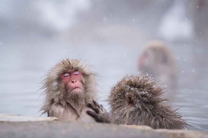 1-Day Snow Monkeys & Zenko-ji Tomyo Lantern Festival Tour - The Snow Monkey Park