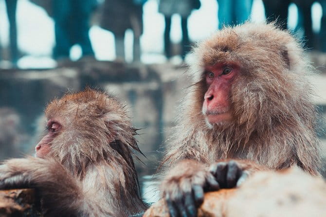1-Day Snow Monkeys & Zenko-ji Tomyo Lantern Festival Tour - The Zenko-ji Tomyo Lantern Festival