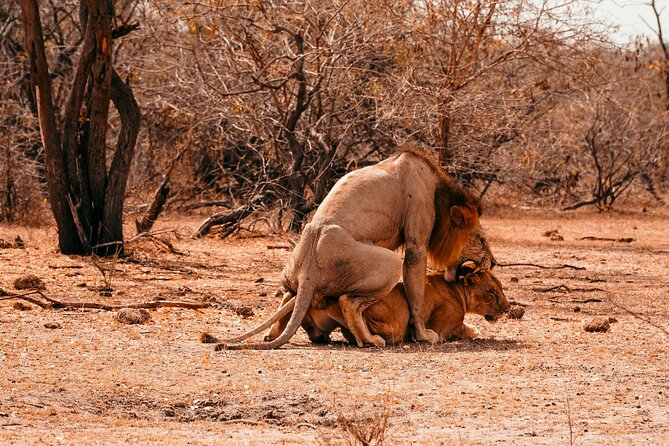 1 Day Tanzania - Selous Game Reserve Safari Tour - Safari Itinerary and Activities