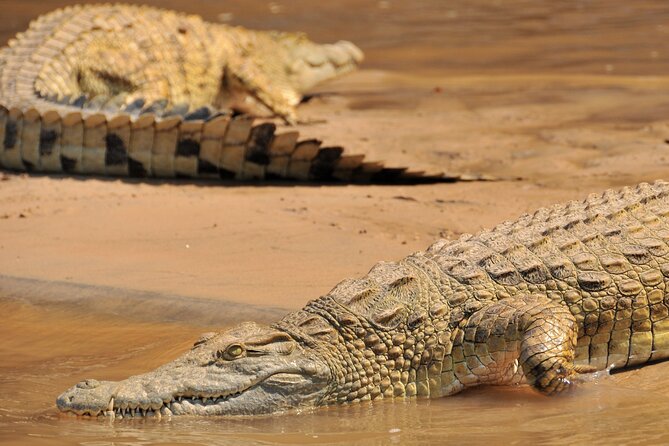 1 Day Tanzania - Selous Game Reserve Safari Tour - Tour Availability and Timing