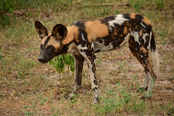 1 Day Tanzania - Selous Game Reserve Safari Tour - Exclusions and Additional Costs