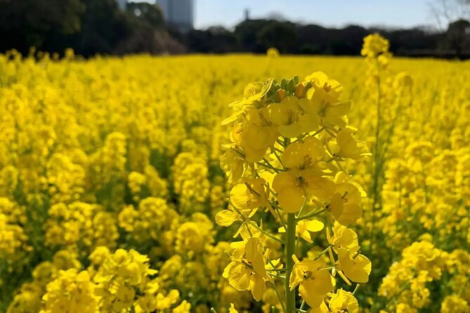 1 Day Tokyo Private Bus Tours + License Guide + Sweets Matcha Set - Stunning Sights of Tokyo