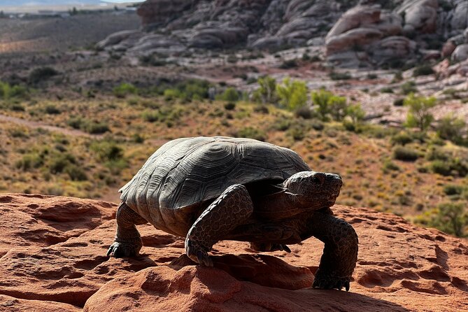 1 Day Tour at Valley of Fire and Zion Park - Discovering Zion National Park