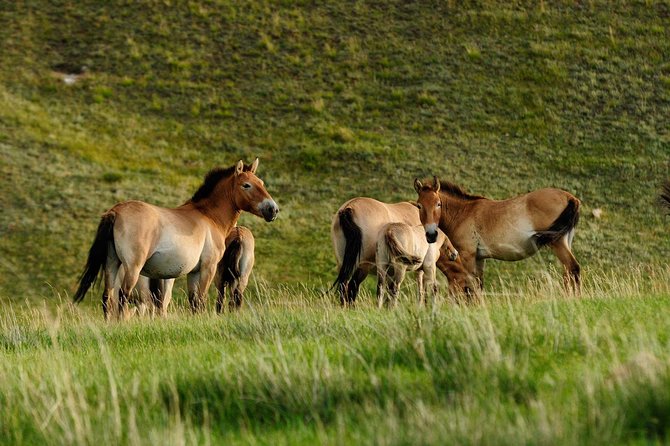 1 Day Tour: Khustai National Park - Good To Know