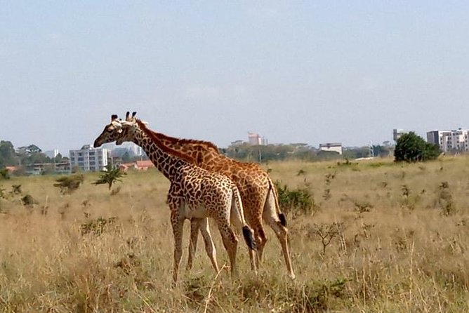 1 Day Tour Nairobi National Park,Giraffe Center&Karen Blixen - Discovering Karen Blixens Legacy