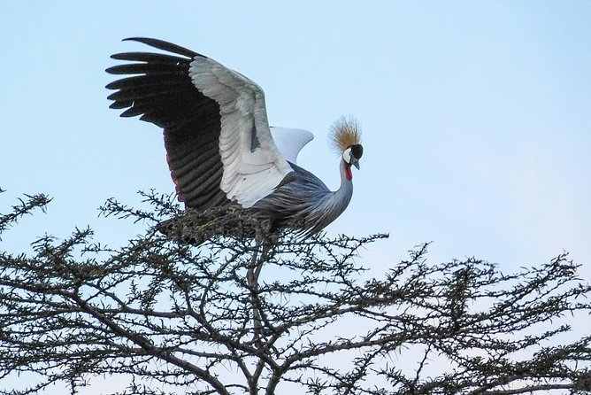 1 Day Tour Nairobi National Park,Giraffe Center&Karen Blixen - Highlights of the Tour Itinerary