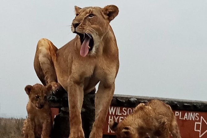 1 Day Tour Nairobi National Park,Giraffe Center&Karen Blixen - Inclusions and Accessibility Details