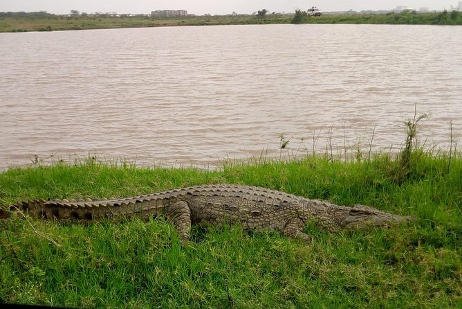 1 Day Tour Nairobi National Park,Giraffe Center&Karen Blixen - Traveler Review Insights