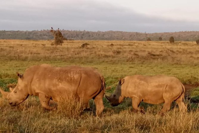 1 Day Tour Nairobi National Park,Giraffe Center&Karen Blixen - Convenience and Security Measures