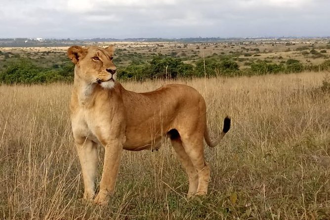 1 Day Tour Nairobi National Park,Giraffe Center&Karen Blixen - Small-Group Personalized Experience