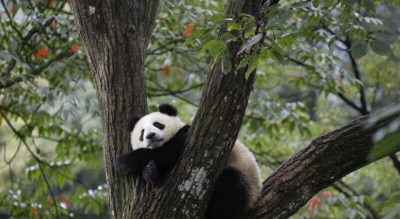 1-day Tour of Chengdu Panda and Sanxingdui Museum - Lunch Break