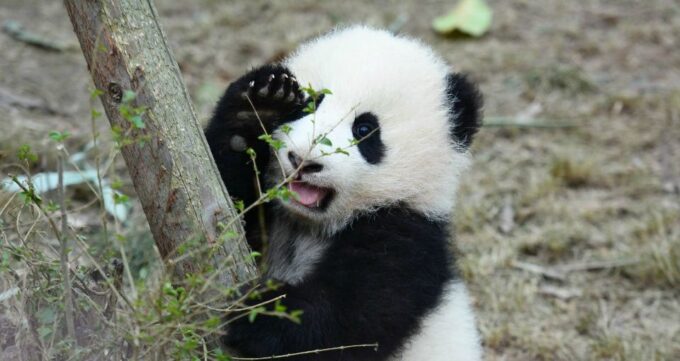 1-day Tour of Chengdu Panda and Sanxingdui Museum - Inclusions and Important Information