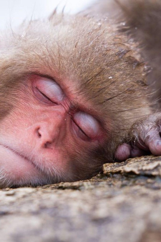 1-Day Tour: Snow Monkeys & Zenko-ji Tomyo Lantern Festival - Itinerary Overview
