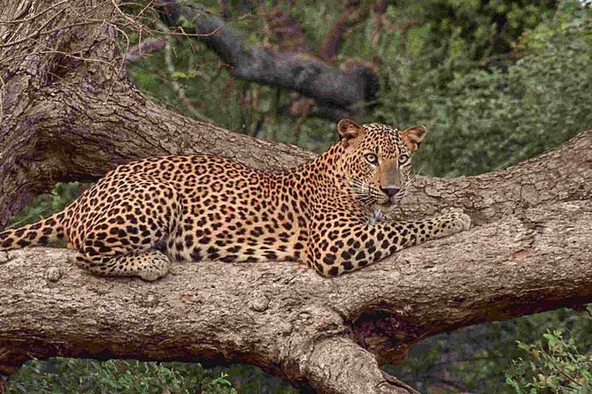 1 Day Tour to Yala National Park or Udawalawe National Park - Booking Confirmation