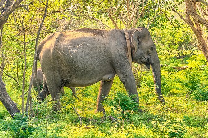 1 Day Tour to Yala National Park or Udawalawe National Park - Physical Requirements