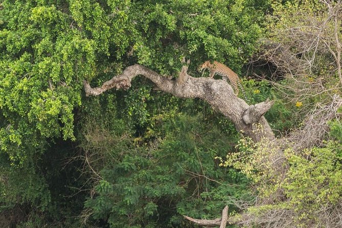 1 Day Tour to Yala National Park or Udawalawe National Park - Additional Information