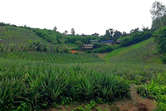 1 Day Trekking Group Tour With Bamboo Cooking / Chiang Rai - Inclusion Details