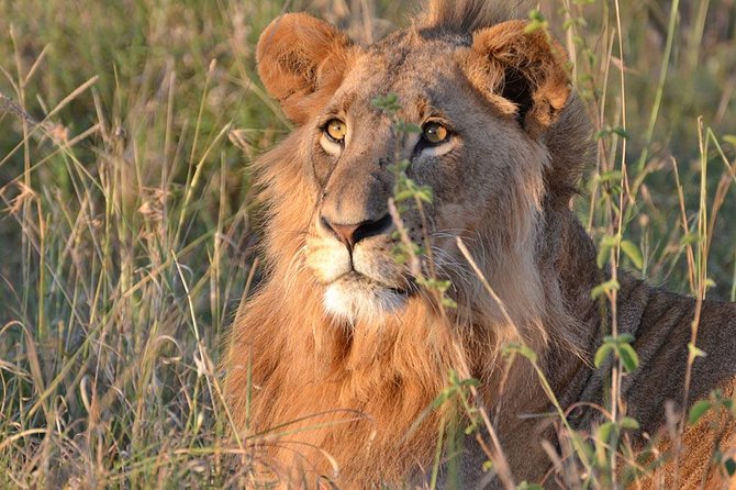 1 Day Tsavo East Safari ( Minimum 2 Pax) - Health and Accessibility