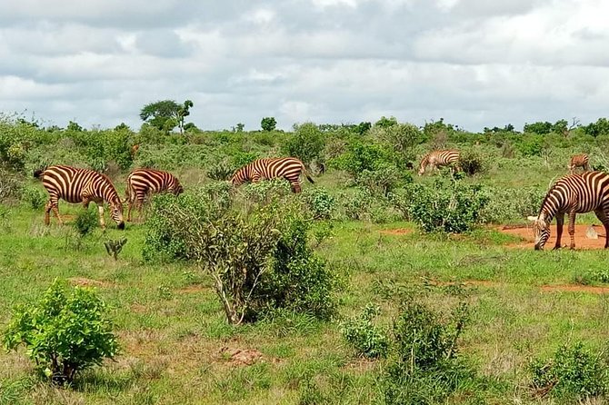 1 Day Tsavo East Safari ( Minimum 2 Pax) - Customer Reviews